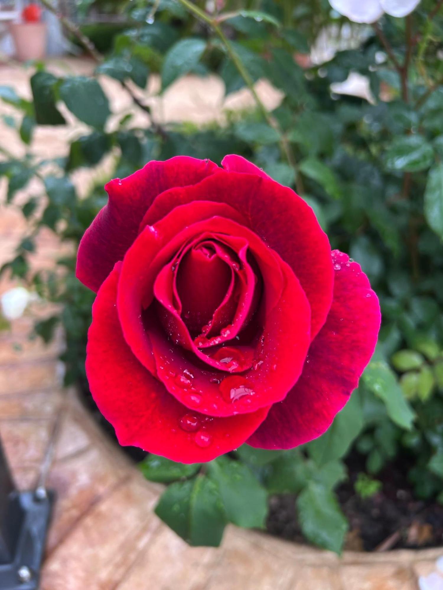 B&B Corte delle Rose Castiglione Delle Stiviere Esterno foto