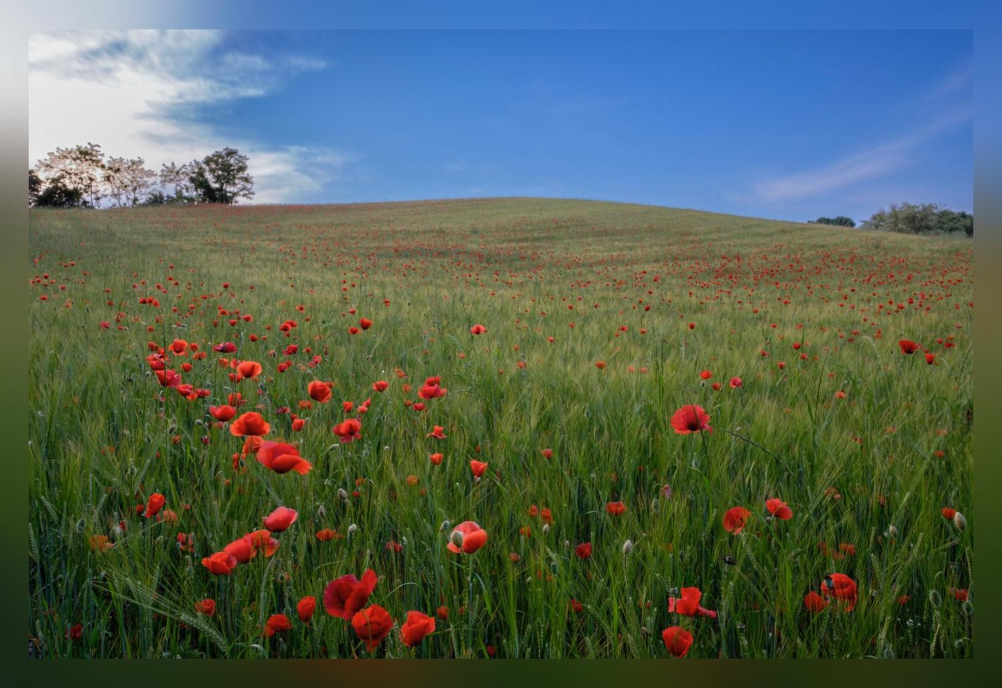 B&B Corte delle Rose Castiglione Delle Stiviere Esterno foto