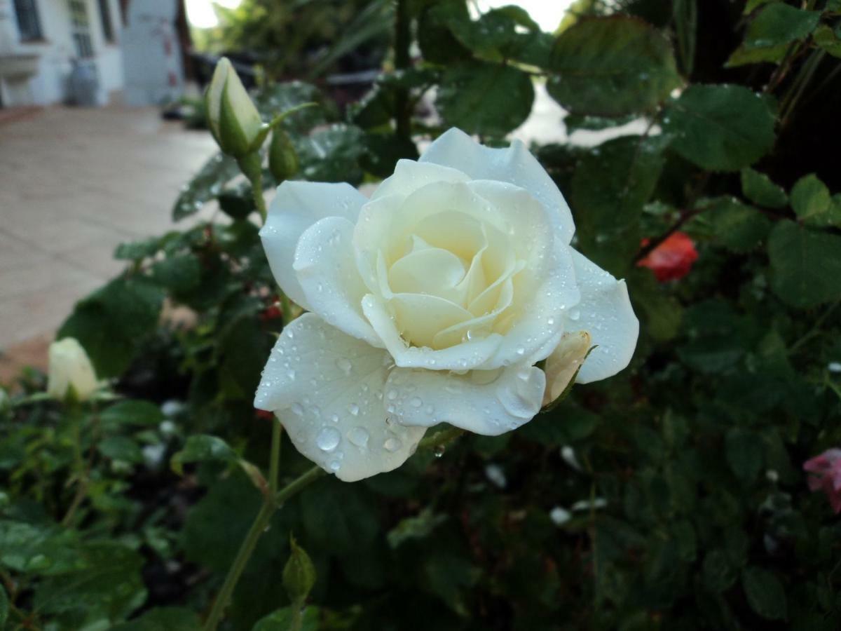 B&B Corte delle Rose Castiglione Delle Stiviere Esterno foto